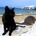 Mykonos Katzen (171)